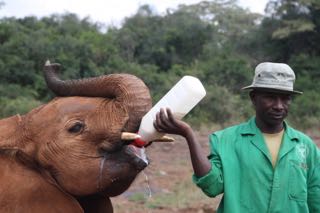 Olifant, eten, opzichter, verzorger, David Sheldrick Wildlife trust, Nairobi, Elephant, Nairobi Nationaal park. 