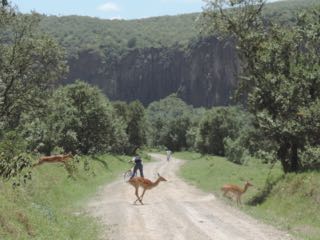 Hells gate, gazelle, cyling, Naivasha,Kenya